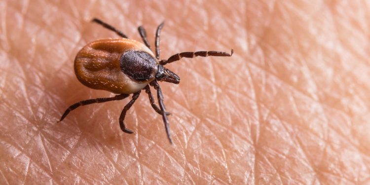 O método mais eficaz para evitar doenças transmitidas por carrapatos