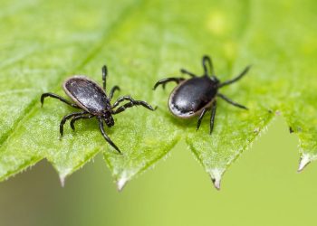 A estratégia mais verde e eficaz para combater carrapatos no quintal