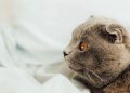 O olhar fixo do seu gato tem um motivo e não é o que você pensa