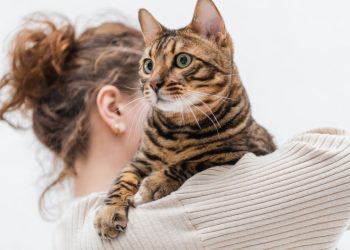Alimentos proibidos para pets que muitos ainda oferecem sem saber