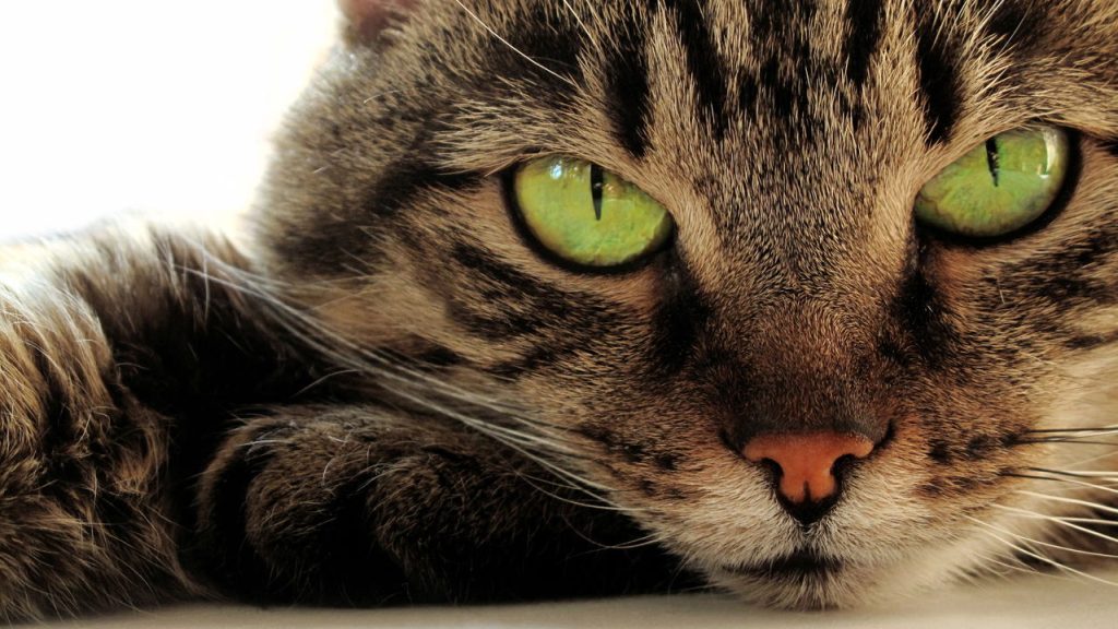 5 curiosidades sobre os bigodes dos gatos que vão te surpreender