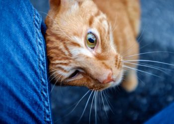 Seu gato se esfrega nos móveis? Veja o que isso realmente significa