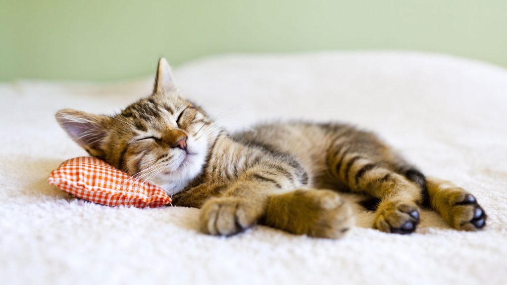O motivo pelo qual os gatos dormem tanto vai além do que você imagina