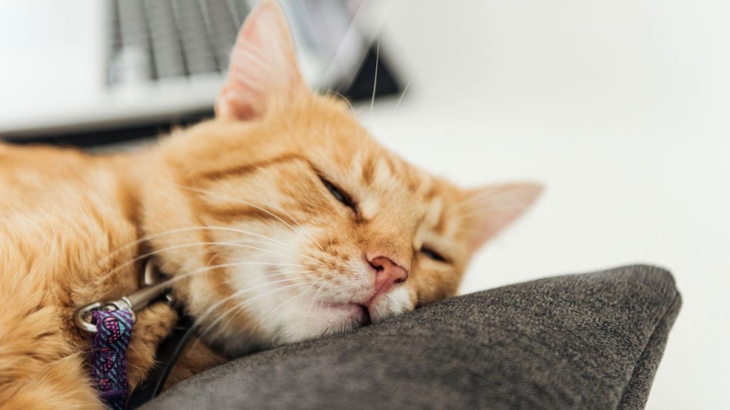 A cena curiosa que revela o instinto mais profundo dos gatos