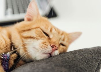 A cena curiosa que revela o instinto mais profundo dos gatos