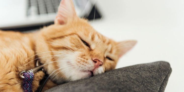 A cena curiosa que revela o instinto mais profundo dos gatos