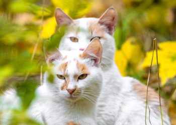 A habilidade mais impressionante dos gatos acontece à noite