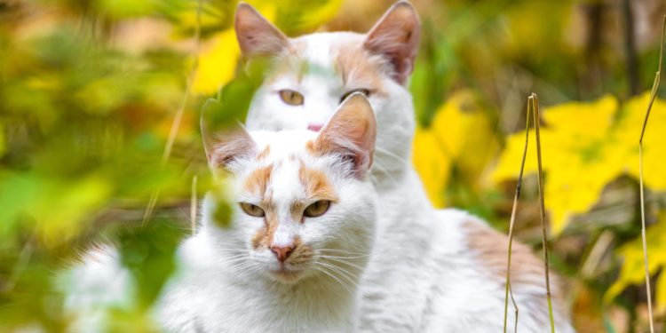 A habilidade mais impressionante dos gatos acontece à noite