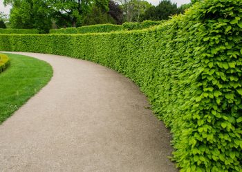 Seu jardim pode ser lindo e funcional com essas plantas incríveis