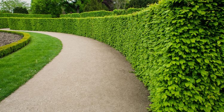 Seu jardim pode ser lindo e funcional com essas plantas incríveis