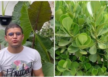 Cadu Linhares, "A Clusia é a planta cheia de charme e encanto"
