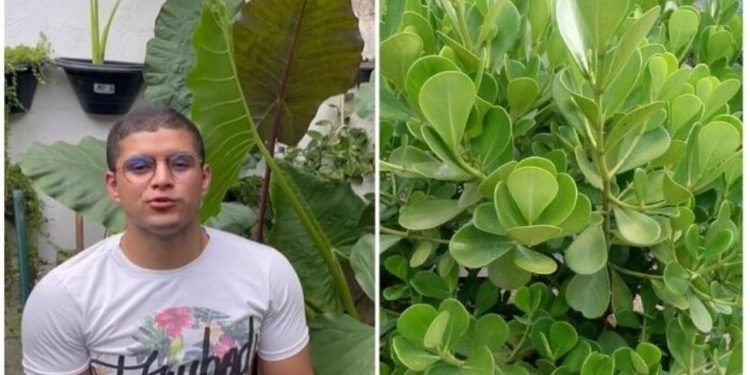 Cadu Linhares, "A Clusia é a planta cheia de charme e encanto"