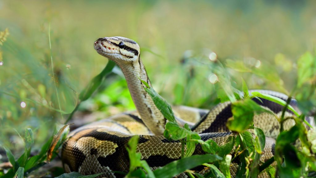 Os pets exóticos mais queridos de 2025 que conquistaram os brasileiros