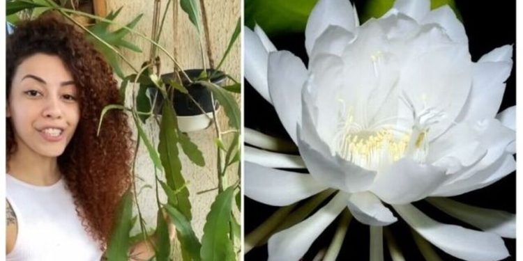Aprenda como cultivar a bela Dama da Noite / Foto: (Fonte/Instagram @alexandraplantas
/ Pinterest)