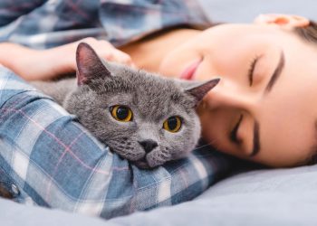 As raças de gato mais calmas para ter em casa