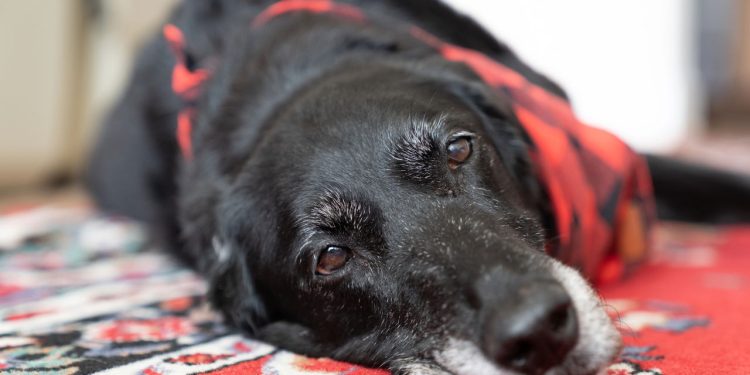 Seu cachorro está envelhecendo? Os sinais podem ser sutis e emocionantes