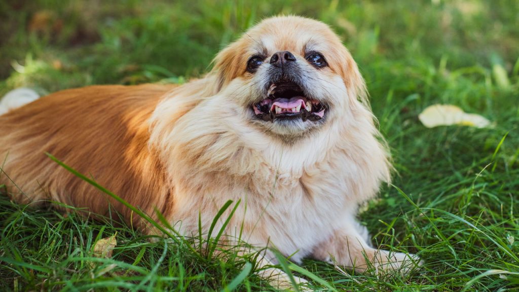 Seu cachorro está envelhecendo? Os sinais podem ser sutis e emocionantes