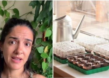 Letícia Bueno, "Aprenda a fazer uma estufa caseira para suas mudas"