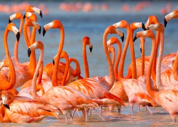 Essa é a razão inesperada dos flamingos serem cor-de-rosa