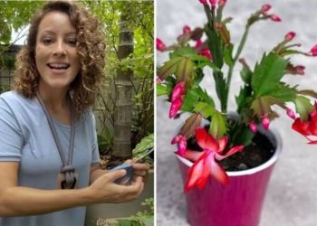 Carol Costa, jardineira "Tudo sobre a flor de maio"
