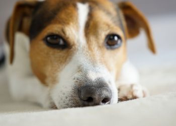 O que significa focinho seco ou rachado em cães?