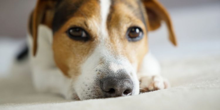 O que significa focinho seco ou rachado em cães?