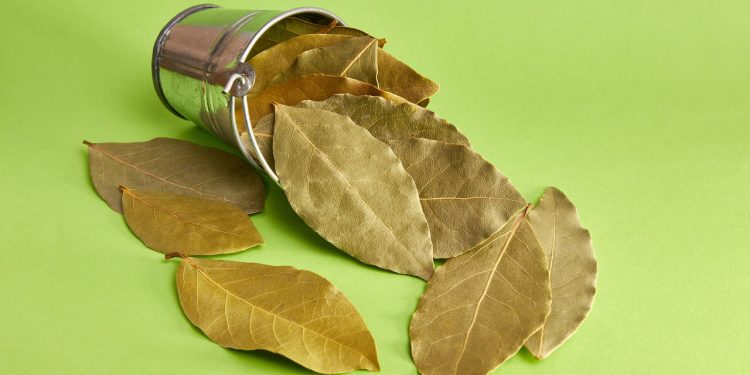 A planta mais poderosa para limpar, curar e atrair boas vibrações