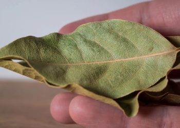 A planta discreta que pode transformar a energia da sua casa