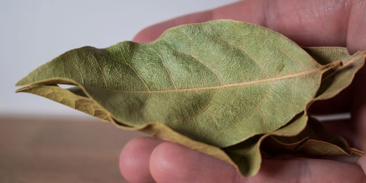 A planta discreta que pode transformar a energia da sua casa
