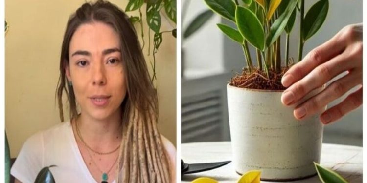 Camila Lelis, especialista em plantas, "Sinais das folhas"