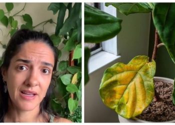 Letícia Bueno, "Folhas amareladas! Você sabe quando é um problema?"