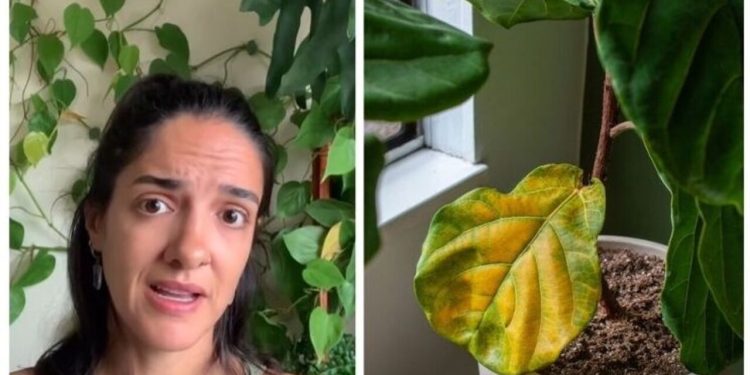 Letícia Bueno, "Folhas amareladas! Você sabe quando é um problema?"