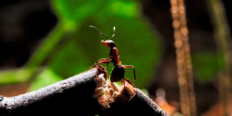 Por que todo mundo está parando de matar formigas em casa