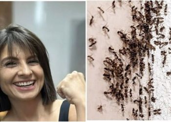 Talita Cavalcante, "Como acabar com as formigas dentro de casa?"