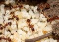 Esse ingrediente comum acaba com formigueiros em poucos dias