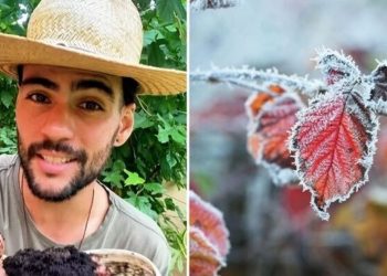 Paulo de Jesus, "3 técnicas para proteger suas plantas do frio"