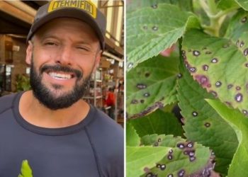 Samyr Chuluc, "Como acabar com o fungo nas plantas?"