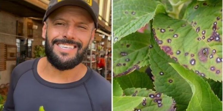 Samyr Chuluc, "Como acabar com o fungo nas plantas?"