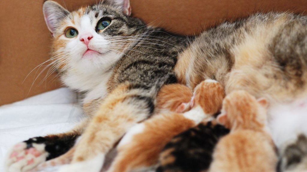 O hábito curioso dos gatos que parece carinho, mas esconde um instinto poderoso
