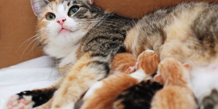 O hábito curioso dos gatos que parece carinho, mas esconde um instinto poderoso