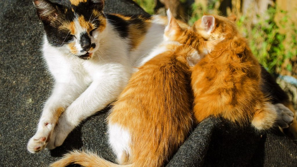 Tudo sobre ninhadas de gatos e os cuidados mais importantes
