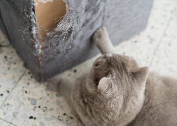 Como manter os móveis intactos mesmo com gatos em casa