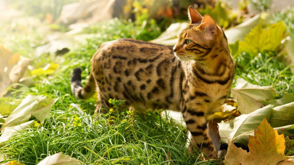 4 benefícios da grama para gatos que você precisa conhecer