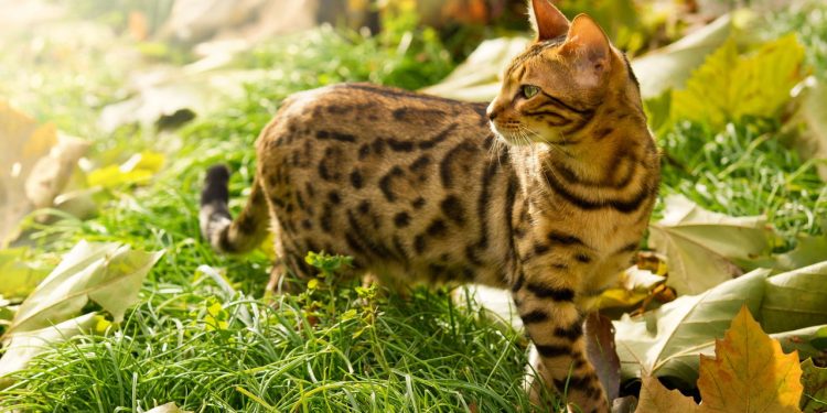 O gato mais exótico do mundo virou o novo queridinho dos lares