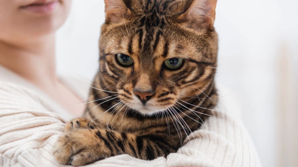 Gato Bengal vira o queridinho do cinema e dispara buscas por adoção