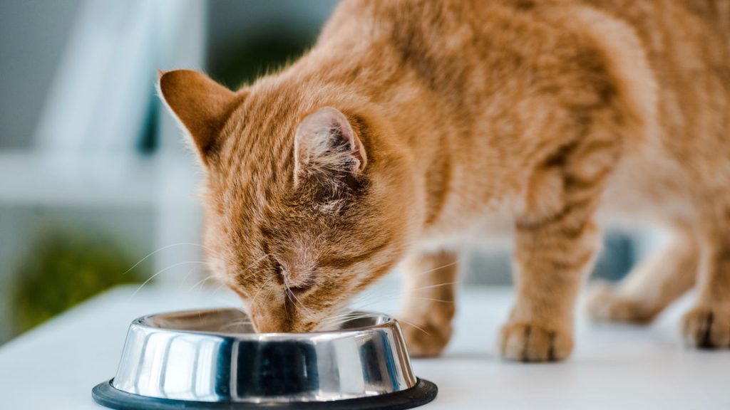 Seu gato parou de comer do nada? Veja o que pode estar acontecendo
