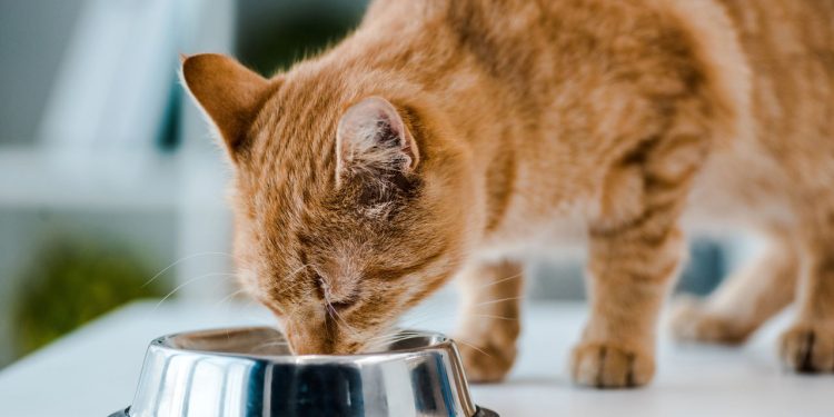 O problema silencioso que pode colocar os gatos em risco