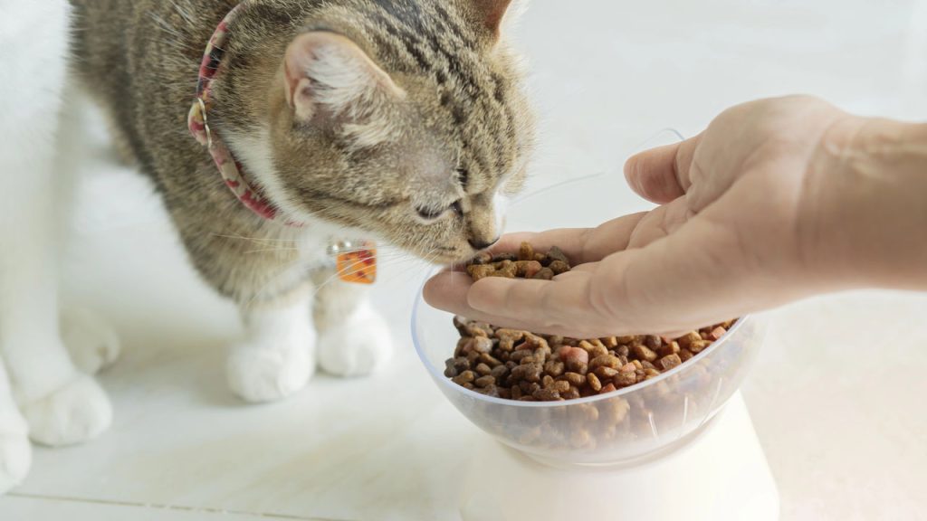 A melhor forma de acabar com formigas na ração dos pets