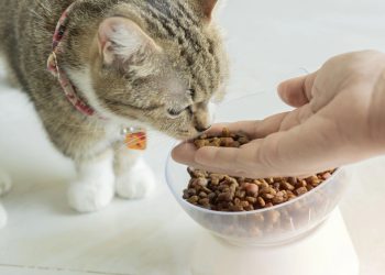 A fase sênior dos pets exige cuidados especiais para garantir mais anos de vida feliz