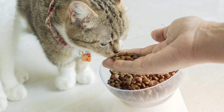 A fase sênior dos pets exige cuidados especiais para garantir mais anos de vida feliz